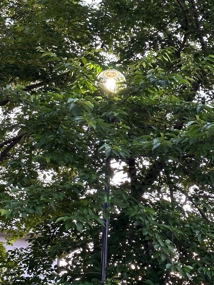 tree canopy and light (Jann Williams)